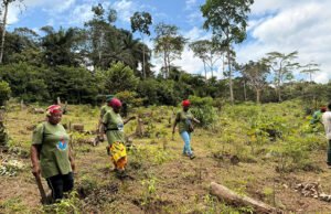 Iboga : Entre valorisation et préservation du patrimoine