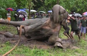 Conflit homme-faune : Vers une clémence pour les accusés