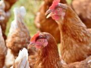 Agriculture : La filière avicole en retard