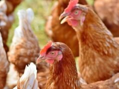 Agriculture : La filière avicole en retard