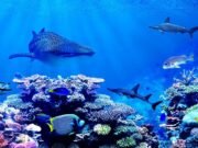 Gabon Bleu : 13 ans après, ou en est-on ?