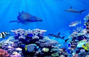 Gabon Bleu : 13 ans après, ou en est-on ?