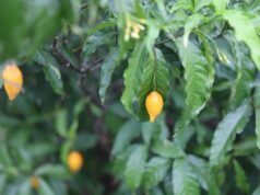 L’Iboga : nouvel atout de la coopération Gabon-USA