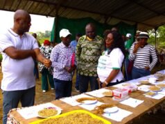 Riziculture : L’autonomie semencière sur la bonne voie