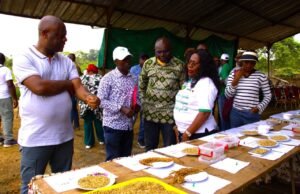 Riziculture : L’autonomie semencière sur la bonne voie