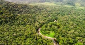 Biodiversité : le 7e rapport du Gabon attebdu aux Nations Unies