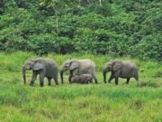 Conflit homme-faune : Renforcement de la protection contre les éléphants