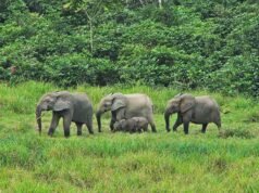 Conflit homme-faune : Renforcement de la protection contre les éléphants