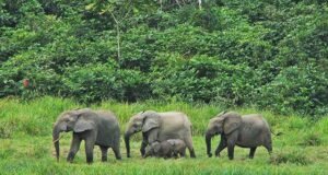 Conflit homme-faune : Renforcement de la protection contre les éléphants