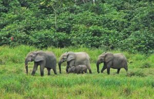 Conflit homme-faune : Renforcement de la protection contre les éléphants