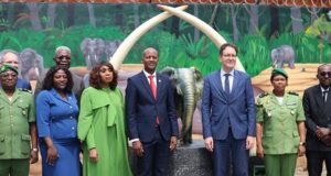 Braconnage : le Gabon renforce la protection de son ivoire