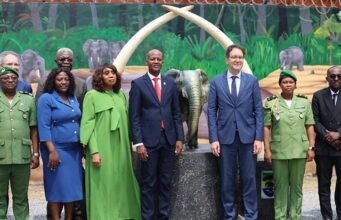 Braconnage : le Gabon renforce la protection de son ivoire