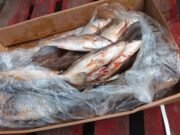 Sécurité Alimentaire : Destruction de poissons avariés à Owendo