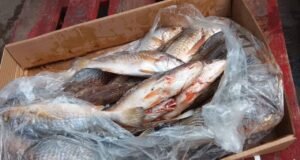 Sécurité Alimentaire : Destruction de poissons avariés à Owendo