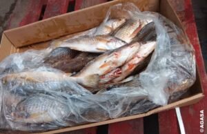 Sécurité Alimentaire : Destruction de poissons avariés à Owendo