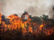 Bitam : un corps retrouvé calciné dans une plantation