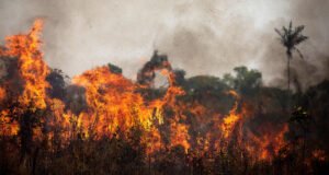 Bitam : un corps retrouvé calciné dans une plantation