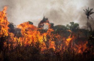 Bitam : un corps retrouvé calciné dans une plantation