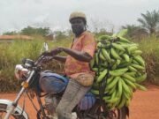 Lebamba : L’or vert sur deux roues