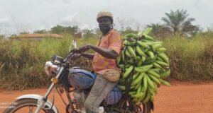 Lebamba : L’or vert sur deux roues