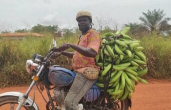 Lebamba : L’or vert sur deux roues