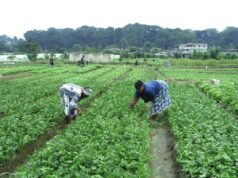 Agriculture : un nouveau souffle en vue grâce au partenariat entre le Gabon et des investisseurs chinois