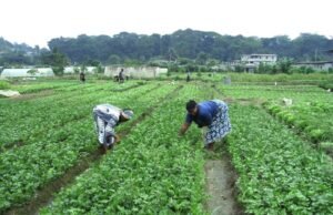 Agriculture : un nouveau souffle en vue grâce au partenariat entre le Gabon et des investisseurs chinois