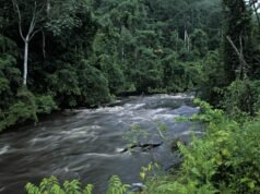 Gabon : à la pointe de la protection de la nature en Afrique