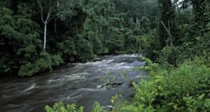 Gabon : à la pointe de la protection de la nature en Afrique
