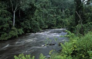 Gabon : à la pointe de la protection de la nature en Afrique