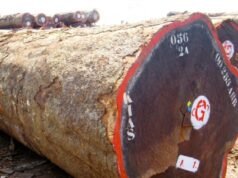 Gabon : Une Mission Nationale pour Assurer la Traçabilité et la Gestion Durable des Stocks de Kévazingo”