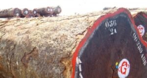 Gabon : Une Mission Nationale pour Assurer la Traçabilité et la Gestion Durable des Stocks de Kévazingo”