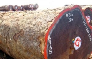 Gabon : Une Mission Nationale pour Assurer la Traçabilité et la Gestion Durable des Stocks de Kévazingo”