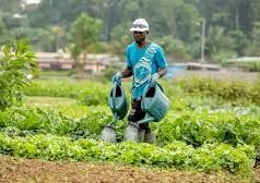 Révolution Agricole en Afrique : Le Gabon S’allie à la Côte d’Ivoire et au Sénégal pour une Souveraineté Alimentaire Durable