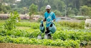 Révolution Agricole en Afrique : Le Gabon S’allie à la Côte d’Ivoire et au Sénégal pour une Souveraineté Alimentaire Durable