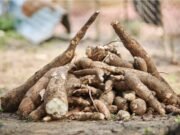 Le manioc, pilier de l’alimentation gabonaise et richesse nationale