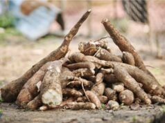 Le manioc, pilier de l’alimentation gabonaise et richesse nationale