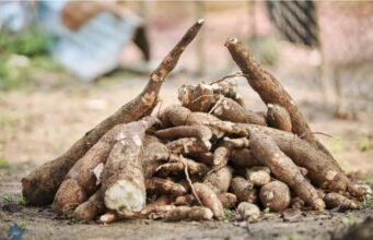 Le manioc, pilier de l’alimentation gabonaise et richesse nationale
