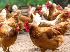 Souveraineté alimentaire : le Gabon s’inspire du modèle brésilien pour révolutionner sa filière avicole