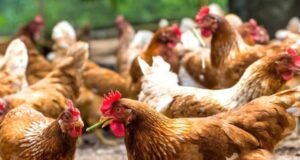 Souveraineté alimentaire : le Gabon s’inspire du modèle brésilien pour révolutionner sa filière avicole