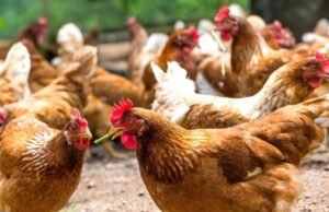 Souveraineté alimentaire : le Gabon s’inspire du modèle brésilien pour révolutionner sa filière avicole