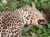 Drame à Ndangui : Le chef de village tué par une panthère, la traque nocturne de l’animal