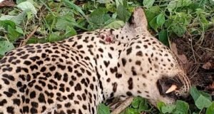 Drame à Ndangui : Le chef de village tué par une panthère, la traque nocturne de l’animal