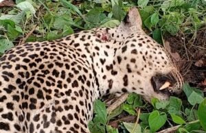 Drame à Ndangui : Le chef de village tué par une panthère, la traque nocturne de l’animal