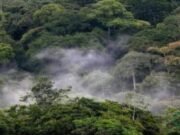 Finance Durable : Le Gabon à la Pointe de l’Innovation avec la Conversion de Dette en Investissements Climatiques