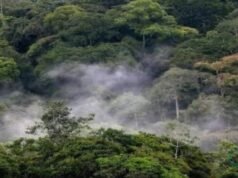 Finance Durable : Le Gabon à la Pointe de l’Innovation avec la Conversion de Dette en Investissements Climatiques