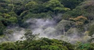 Finance Durable : Le Gabon à la Pointe de l’Innovation avec la Conversion de Dette en Investissements Climatiques