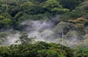 Finance Durable : Le Gabon à la Pointe de l’Innovation avec la Conversion de Dette en Investissements Climatiques