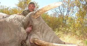 Drame en forêt gabonaise : un chasseur américain perd la vie face à une harde d’éléphants