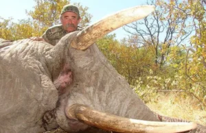Drame en forêt gabonaise : un chasseur américain perd la vie face à une harde d’éléphants